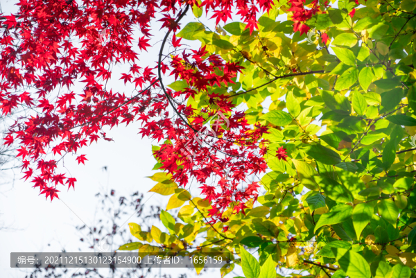 紅楓林