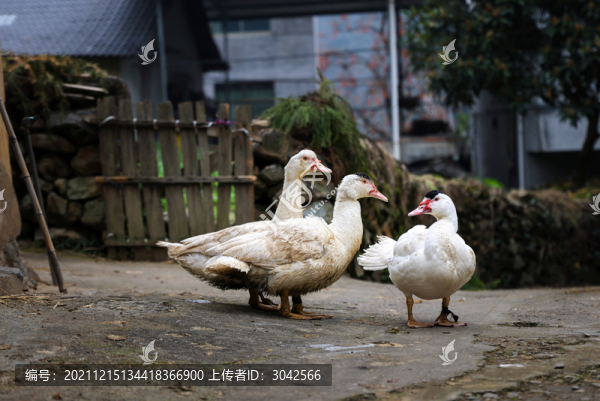 農(nóng)家散養(yǎng)鴨白鴨