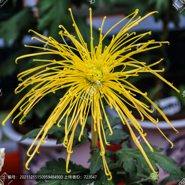 杭州植物園菊花展