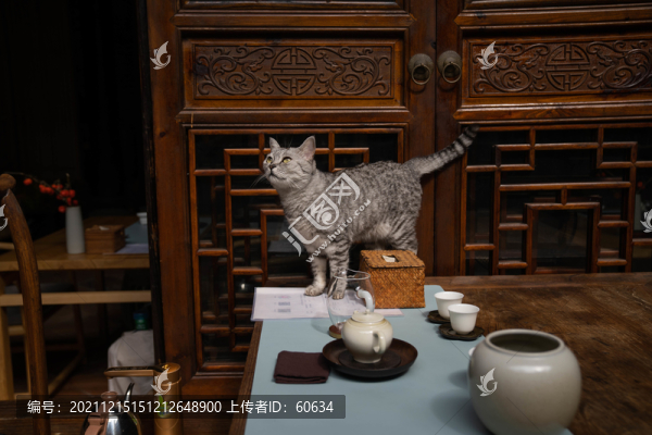 貓