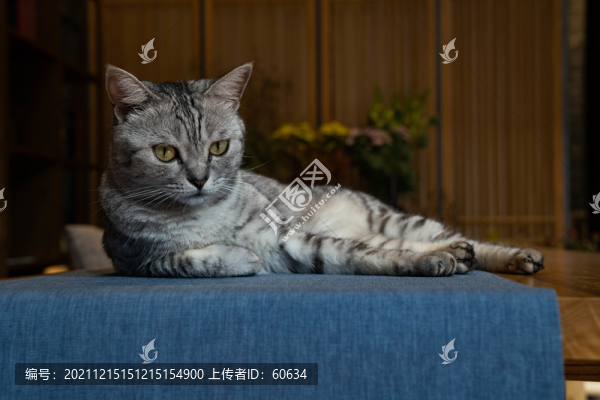 貓
