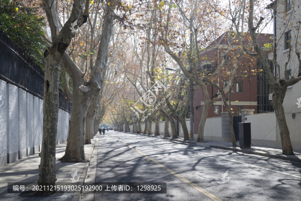 上海余慶路梧桐景觀