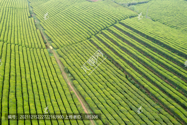 茶葉