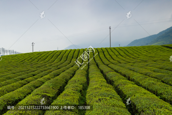 早茶