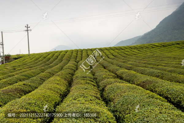 茶葉