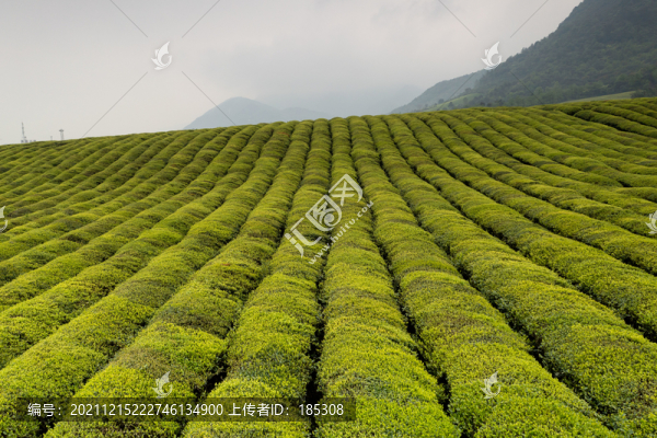 茶場