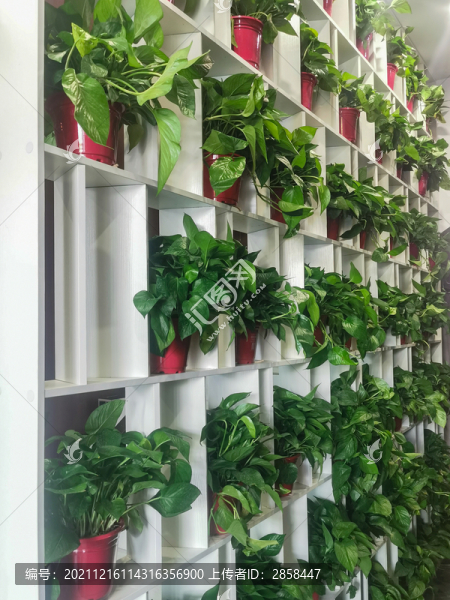 植物墻