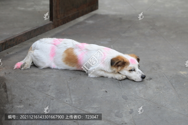 寵物小狗