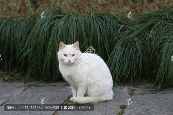寵物小貓