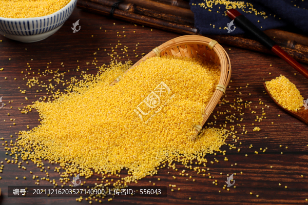 金苗小米