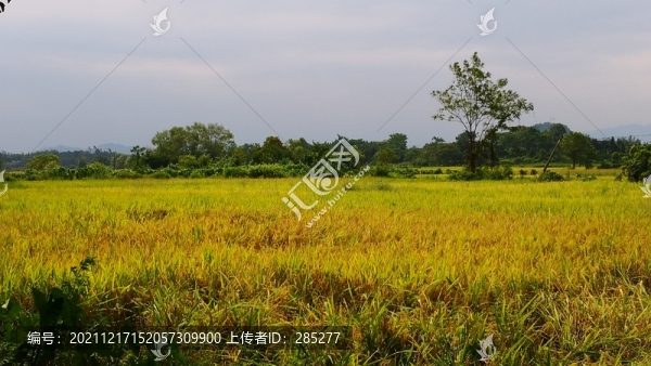 稻田與遠山樹木