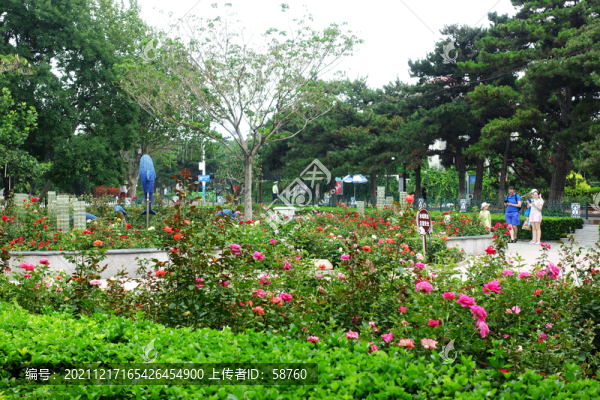 北戴河月季園盛開(kāi)著月季花