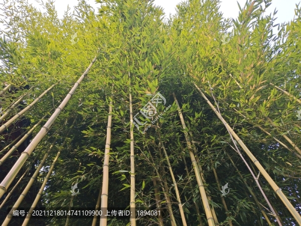 竹子