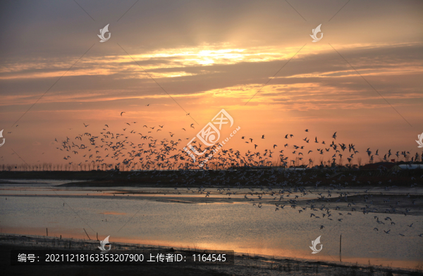 濕地鳥兒
