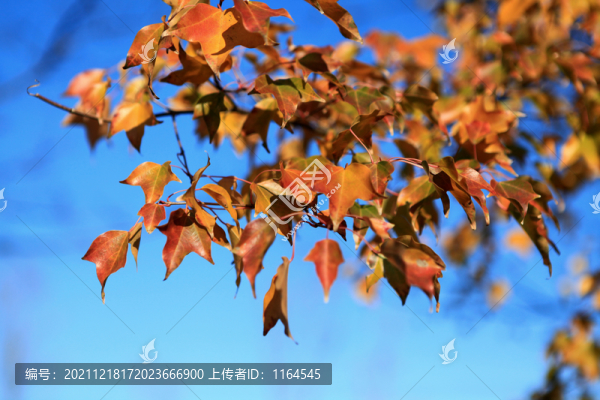 三角楓