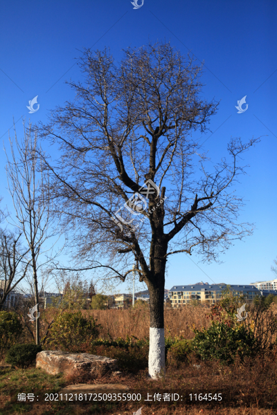 楓香樹