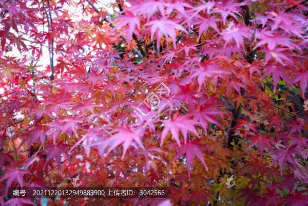 紅葉楓葉
