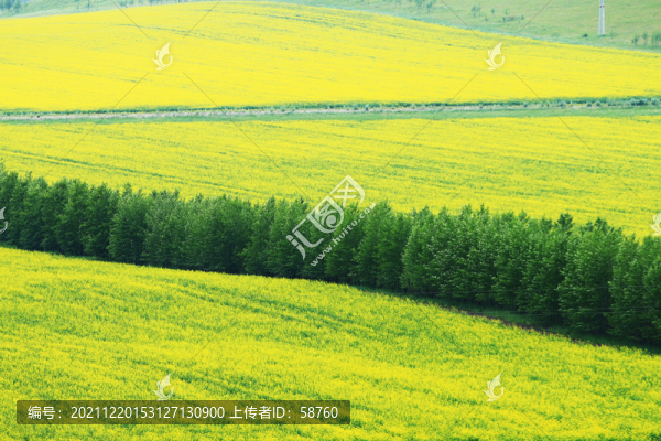 墾區(qū)農(nóng)田油菜花