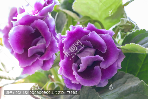 盛開的紫羅蘭花卉