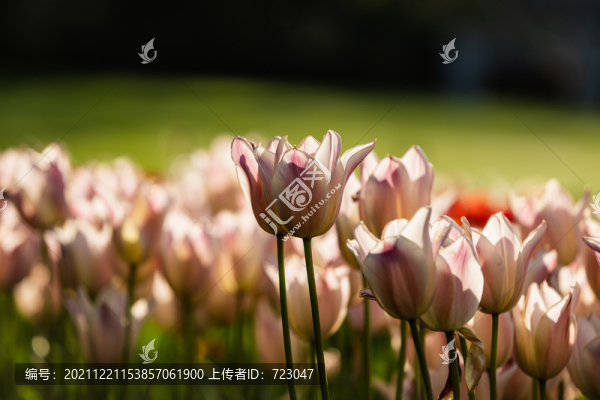 杭州太子灣郁金香