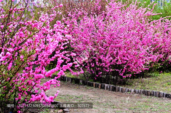 櫻花
