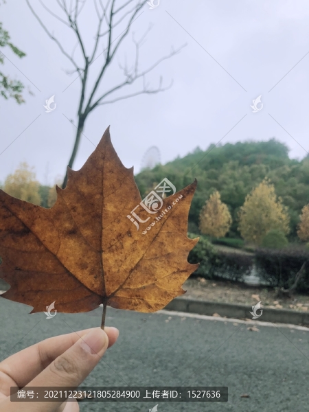 枯黃的楓葉