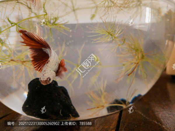 觀賞斗魚