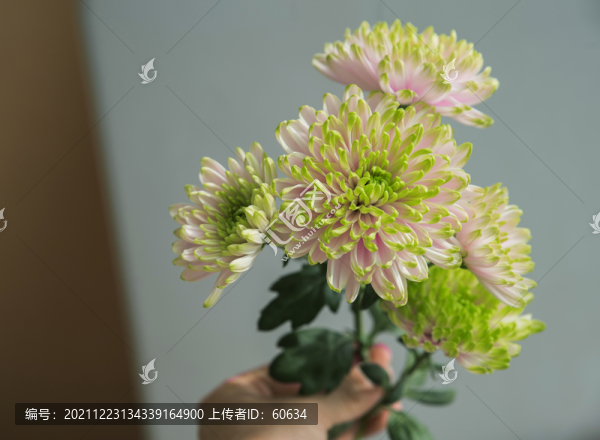 安娜菊菊花
