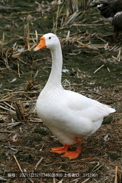 大白鵝