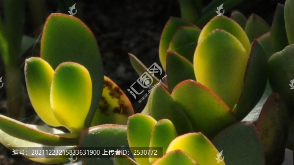 多肉