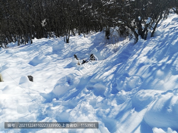 雪山叢林