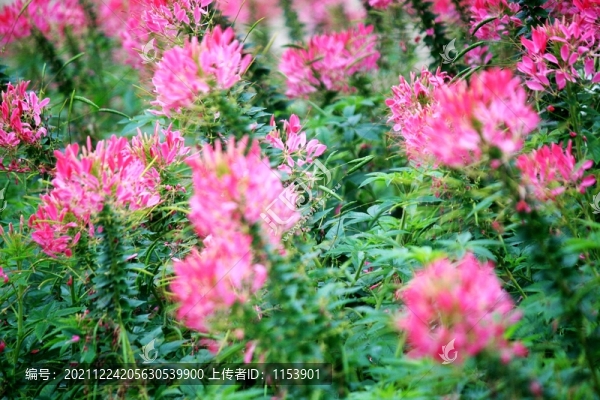 醉蝶花