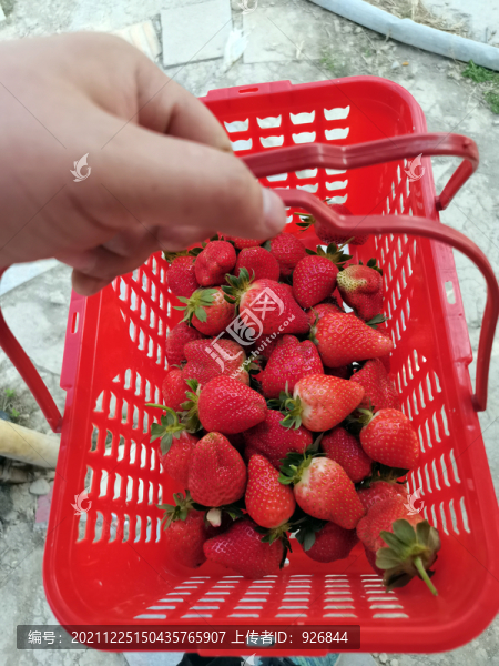 新鮮草莓
