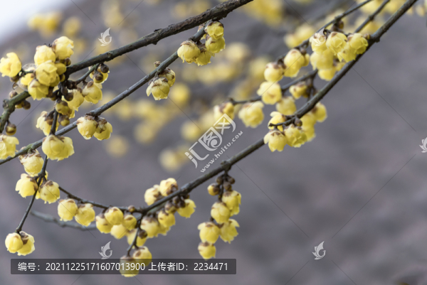梅花盛開