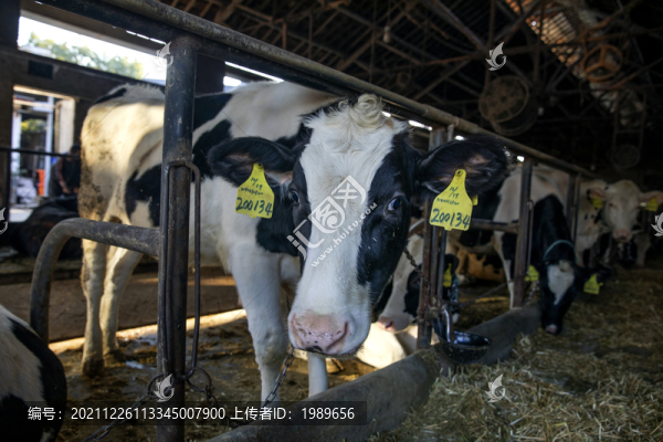 奶牛飼養(yǎng)場