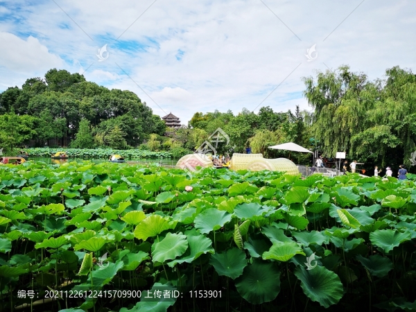 桂湖公園