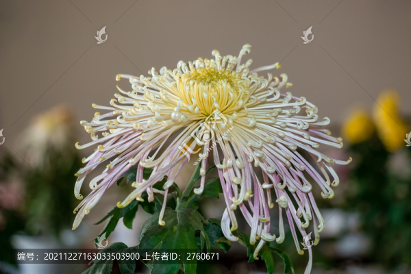 盛放的菊花
