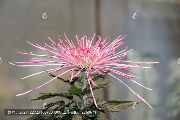 盛放的菊花