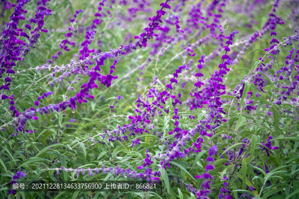 千屈菜