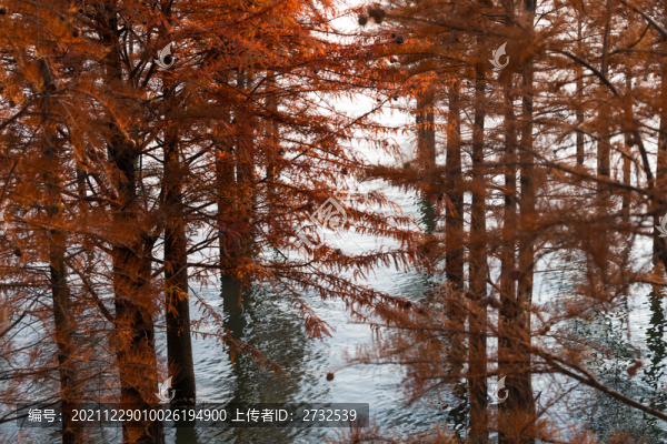 水杉