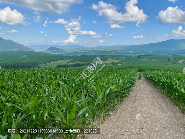 東北玉米地