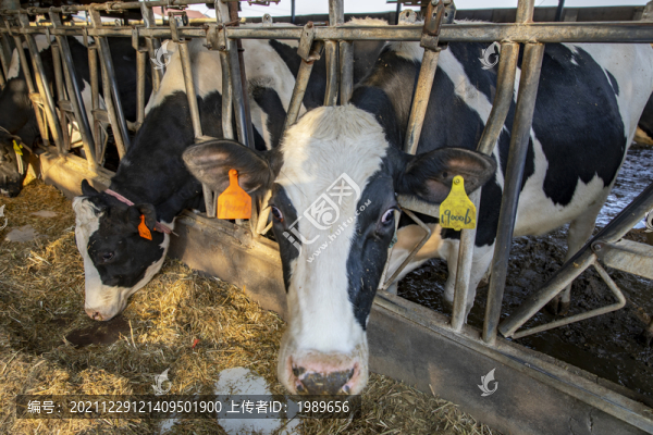 奶牛飼養(yǎng)場(chǎng)