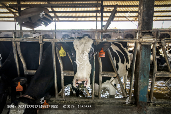 奶牛飼養(yǎng)場