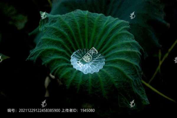 荷葉水珠