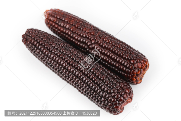 紫玉米