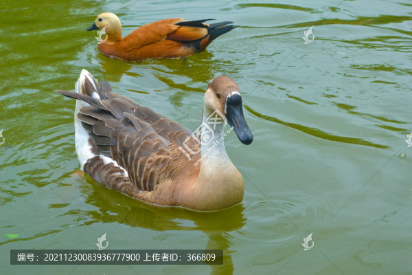新鄉(xiāng)五龍山游樂(lè)場(chǎng)
