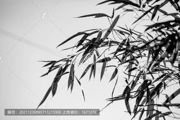 竹葉