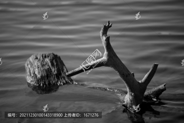 樹根