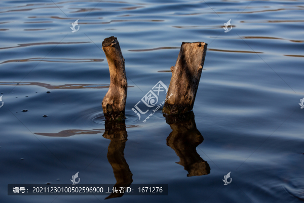 樹根