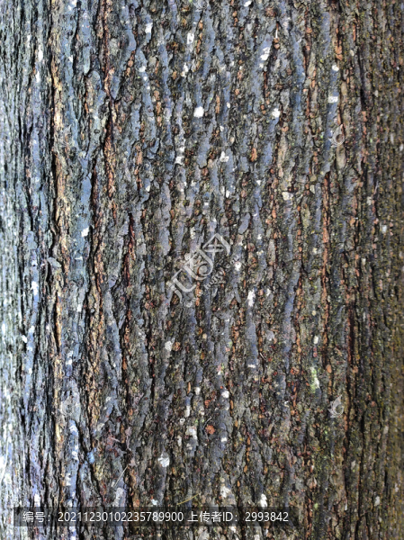 樹(shù)紋